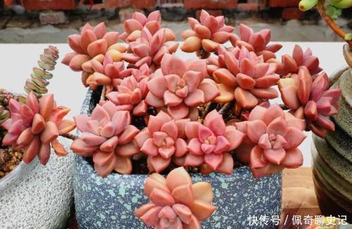 多肉普货姬胧月,没有露养条件就别养,阳台党难养出状态!