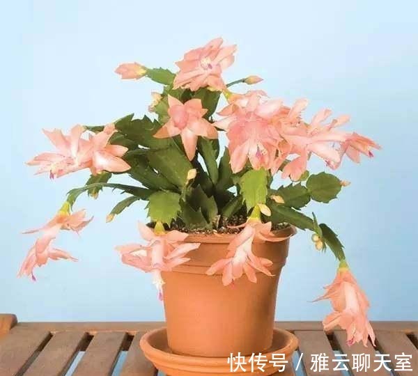 浇水|朋友可以让蟹爪兰年年开花, 原来要将它关小黑屋里