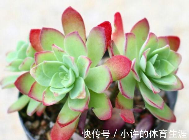多肉薄化妆养护注意4点,叶色呈现靓丽的粉红色