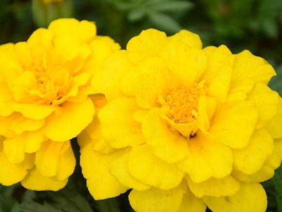 家养孔雀草，温度“不冷不热”，花芽冒出枝，花开一大片