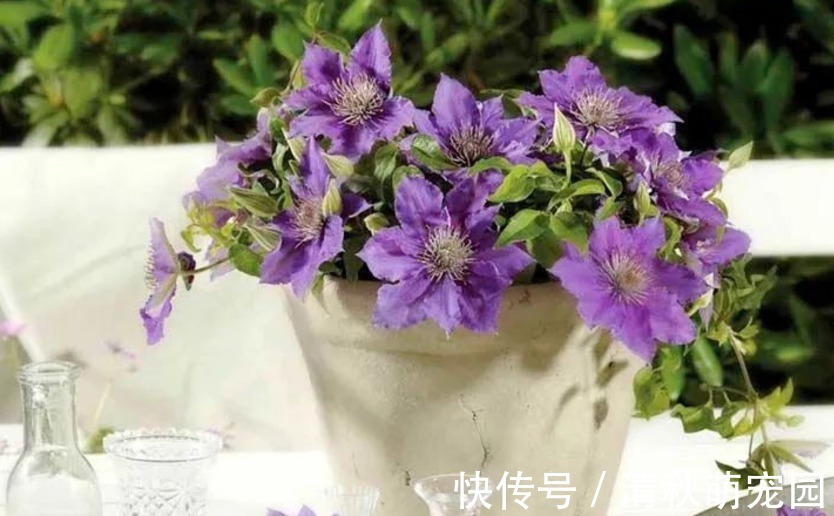 花土|喜欢垂盆养花,切记养些铁线莲,这么照顾好看又好活