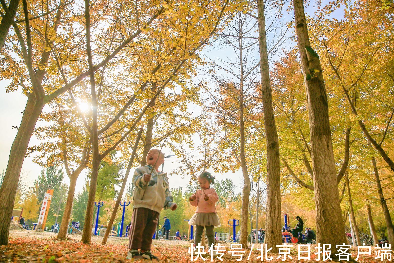 郊野|银杏林飘黄，郊野公园秋意浓