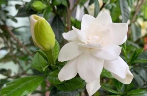 杜鹃花|4种“女王花”,美出新天地,高端大气上档次,谁养谁喜欢