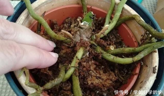 养得就剩下一些烂根的兰花,用这招能够让它重新长叶生根!