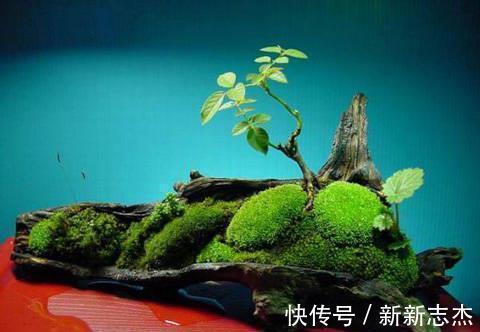 漂亮|石缝墙角都有的这玩意,带回家种花盆里,养成漂亮盆景!