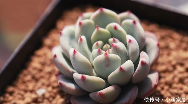  浇水|4种常见的多肉花盆，要用不同的浇水方法，才能养好多肉