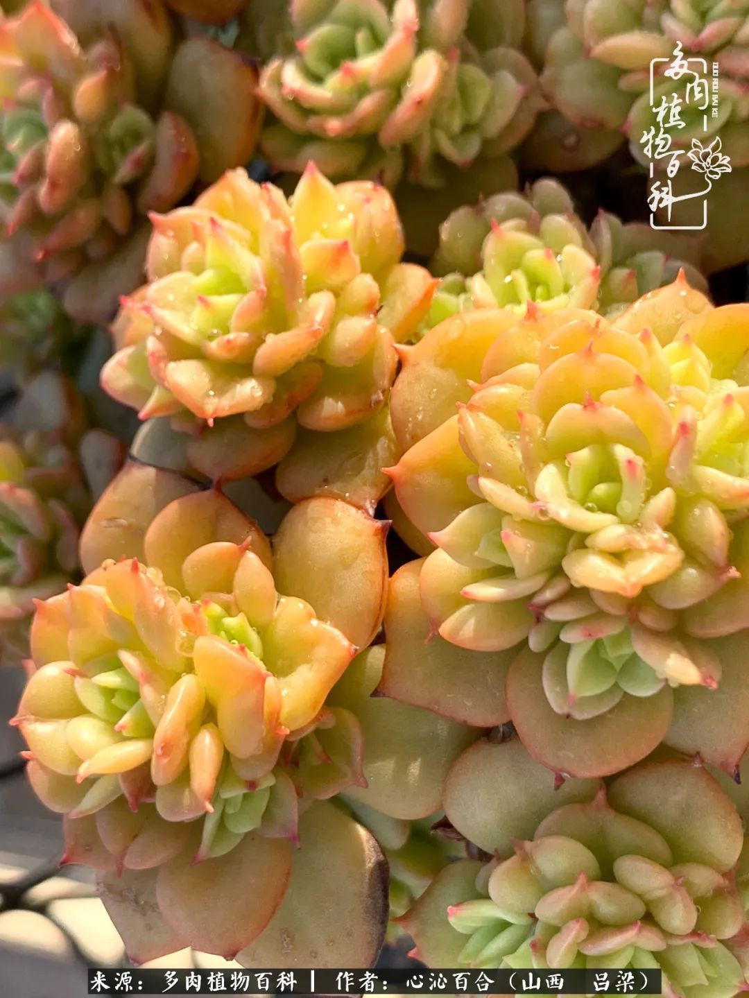 夏季的多肉,绿色才是主色调!努力呵护,期待绽放的那一刻!