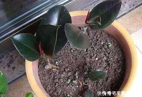 生根|这5棵“树”太贵了,偷偷摘一截枝条就养活了,不用花钱买啦!