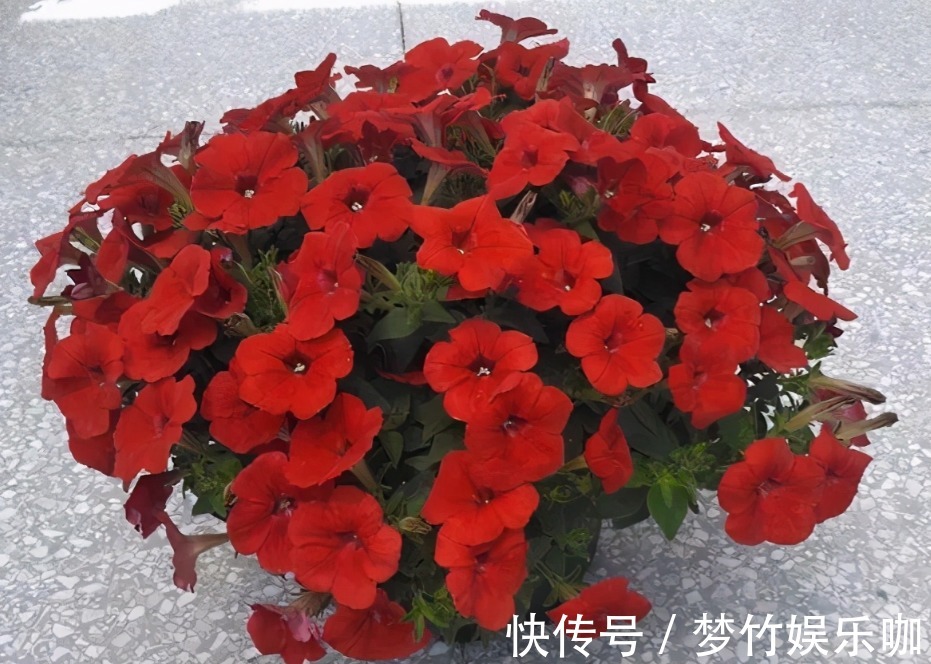 家庭养花:阳台盆栽此3款,漂亮好活,懒人最爱!