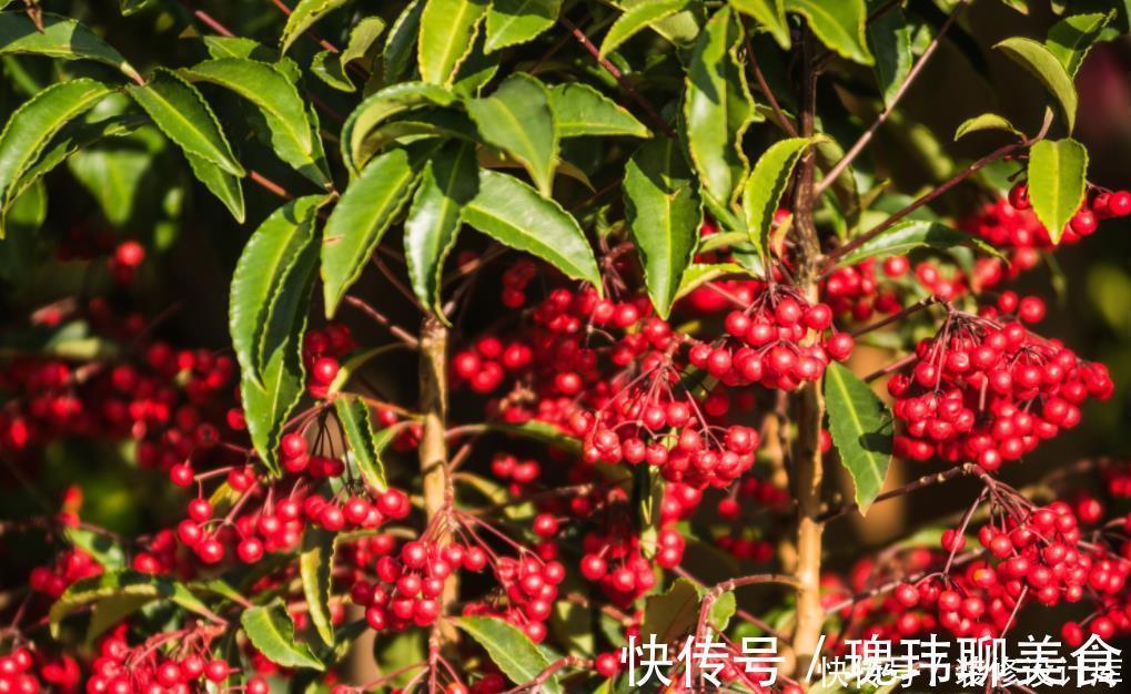 冬天养一盆朱砂根,红彤彤的果子挂满盆,寒冷的冬天带来不少年味