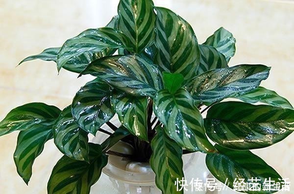 黄叶|这5种花，天生不能晒，一晒就黄了，不信你就试试！