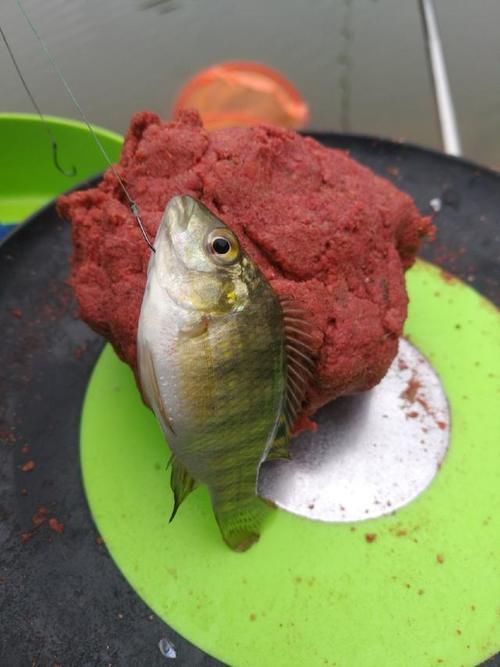 爆护|六陈水库开光新鱼护,崇尚不以爆护秀钓技