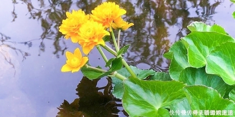 驴蹄菜|河边一种“黄花菜”,以前当杂草,如今30元1斤别错过