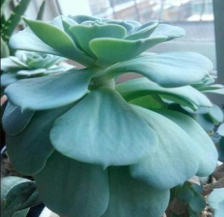 多肉夏天“整了容”,肉嘟嘟的叶片全萎蔫,教你几招,真好用