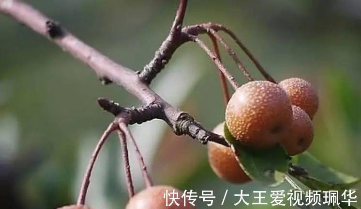 妙用|农村山中的野果，生吃味酸被称“狗屎梨”，殊不知妙用很大