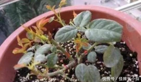 养殖|塑料袋太多,很烦人?别烦,用它来养花,养1盆旺1盆,真的很好