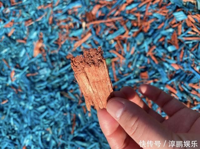 老年|百花未放,奥匹公园颜值依然在线,幕后功臣竟然是它