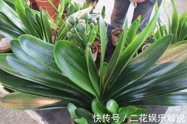 什么啤酒水、骨头渣都不如“1种臭臭肥”,君子兰吃了“猛长个”