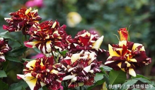 好特别的“1种花”,很多人都说“头回见”,你见过!