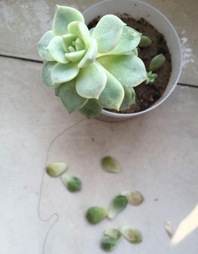 半阴或者|养这5种多肉,别总让晒太阳,晒的越多损失越大