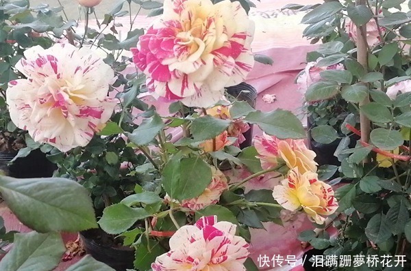 小女子|喜欢菊花,不如养盆“玫瑰精品”全美魔术,似羞涩少女,情窦初开