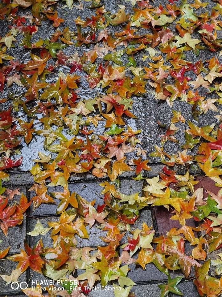 寒衣节&青未了/寒衣节思念逝去的亲人