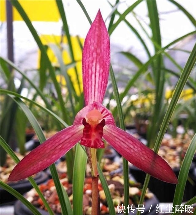 此兰花，拥有顶级“花色”跟“香味”，曾26万一苗，现物美价廉