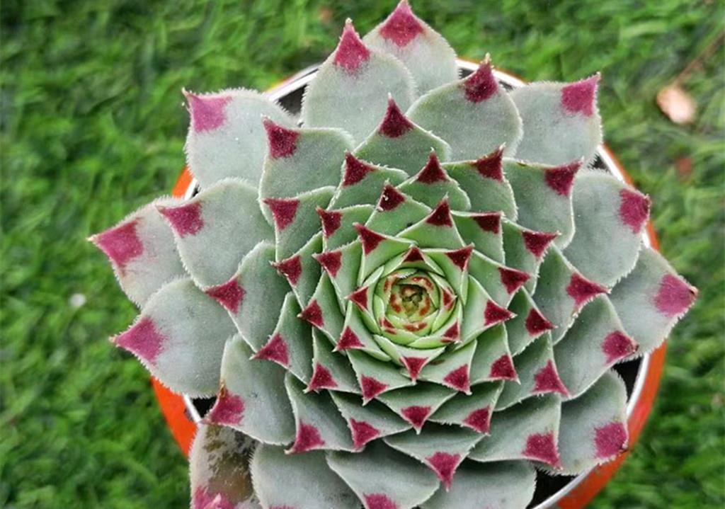 成活率|又到了可以扦插多肉的季节,注意好这些问题,扦插成活率会很高