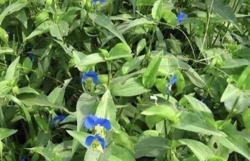 此种“野草”不多见，被称为“鸭跖草”，珍贵、值钱，请勿忽视