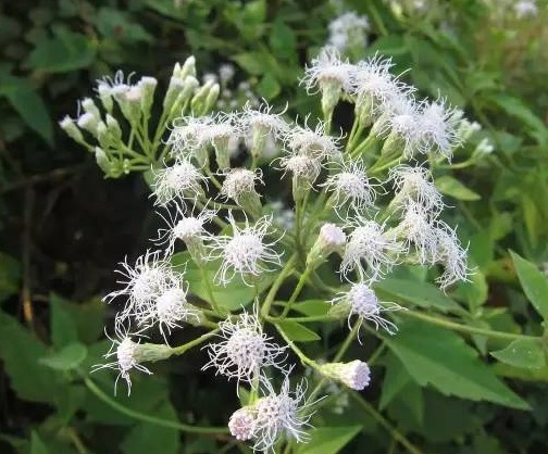 破坏力|看着不起眼的野草,想不到破坏力很大,但效果很不错