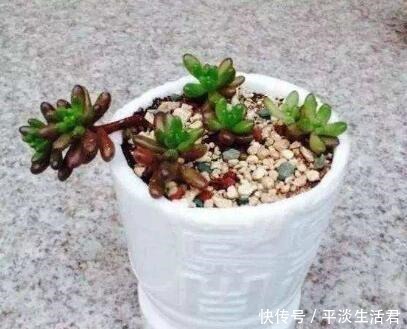 这些破烂不要扔,做成“小花盆”,个性又漂亮,比买的强“百倍”!