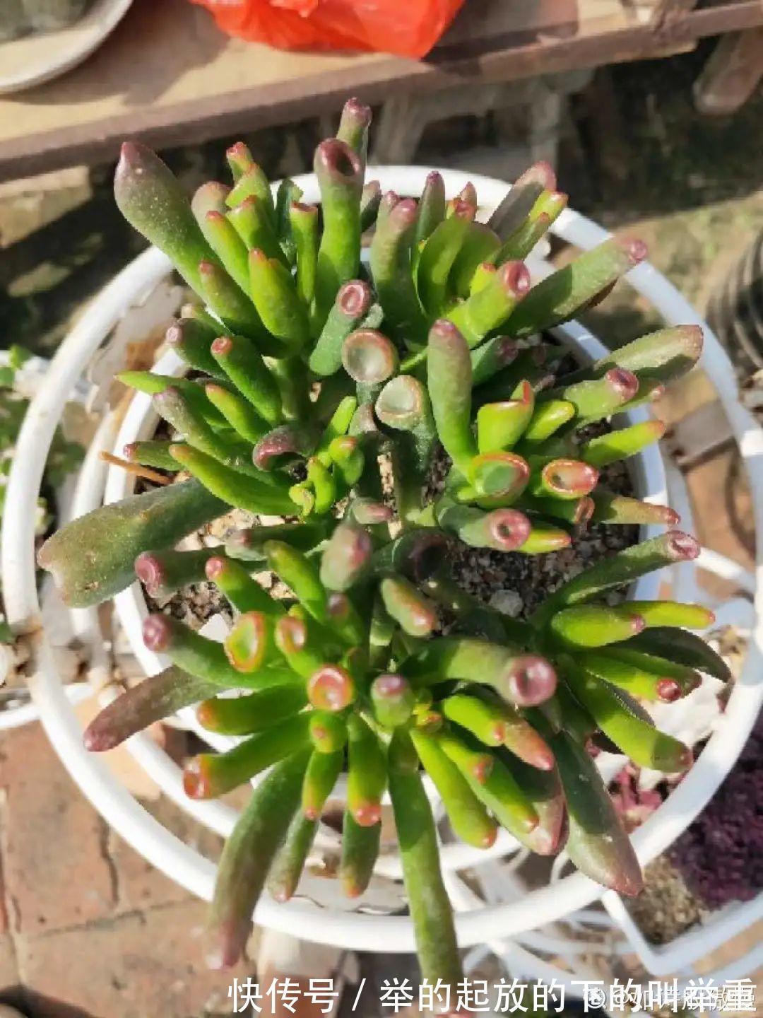 5种丑的难入眼的花，养客厅镇宅守家，越养越气派