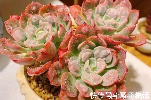 多肉|多肉植物，叶子软趴趴的是怎么回事？检查这3个方面