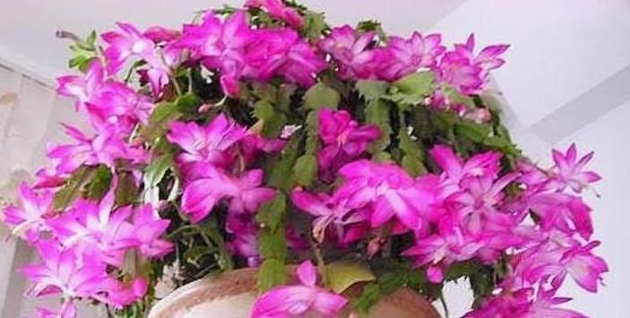 3种花养家里,旺运又旺财,聪明人都在养,你家有吗