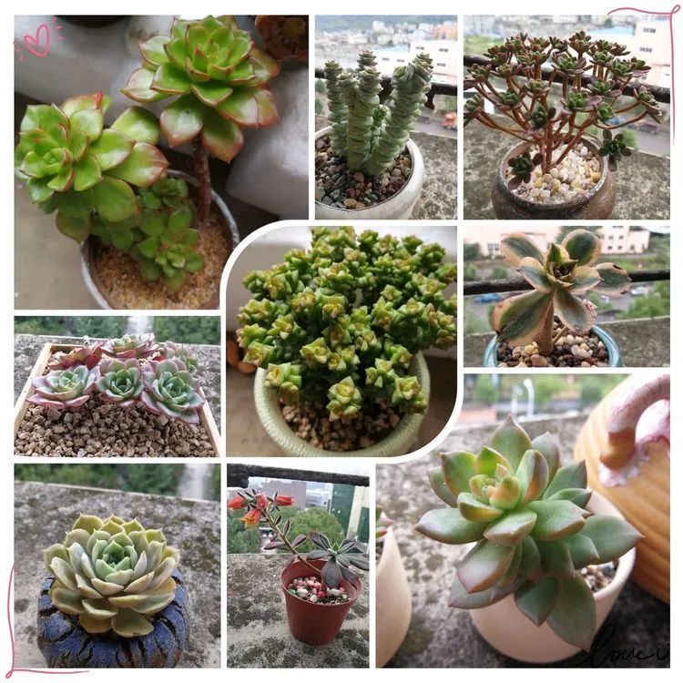 养多肉两年，200多盆养死的不到10盆，记录点点滴滴！