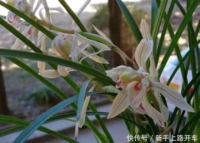 营养土|8年种花经验，老花农教你一招，轻松养兰花，从此大白根系冒不停！