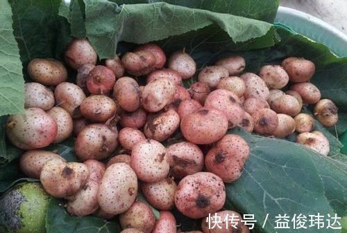 筋骨|农村泛滥满地的野果,是农村娃最爱的零食,现在老人也抢着吃