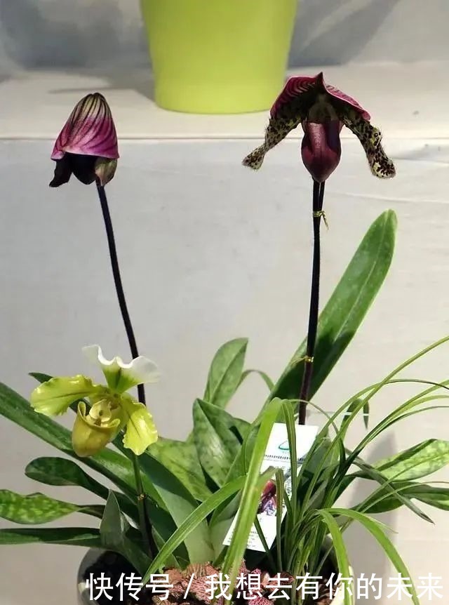 6种人“不适合”养花,买了花也“活不久”,浪费钱