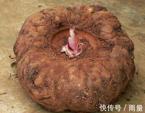 糖尿病患者|别嫌它难喝,却是糖尿病的救星,每天常喝,稳定血糖不飙升