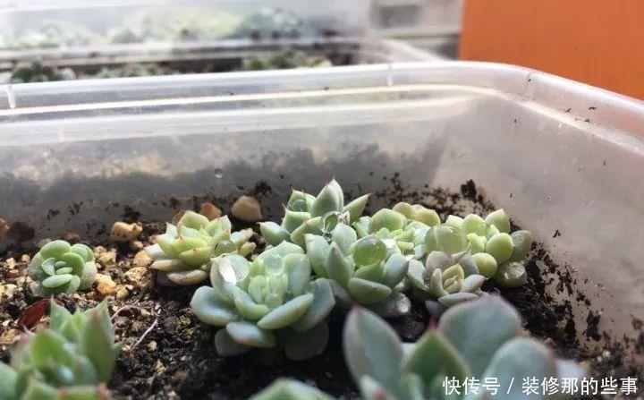 挑状态最丑价格最低的买,再丑的多肉都能养漂亮