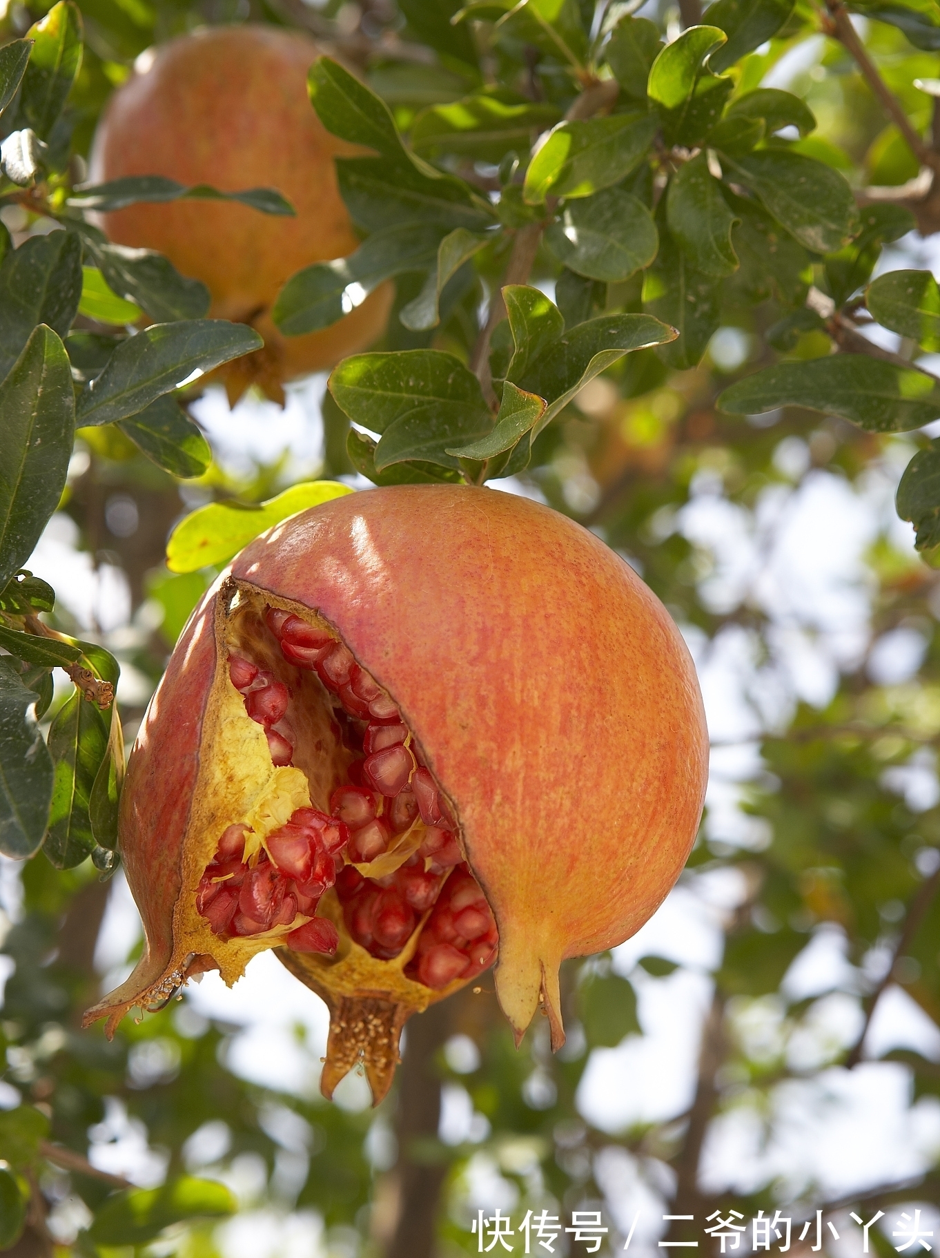 石榴树|家里有院子,就种5种“旺宅树”,观赏收果两不误,吉祥又实用