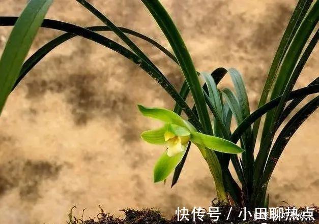 怎样养春兰蕙兰,开花香、花期长3个简单技巧,新手都能做好