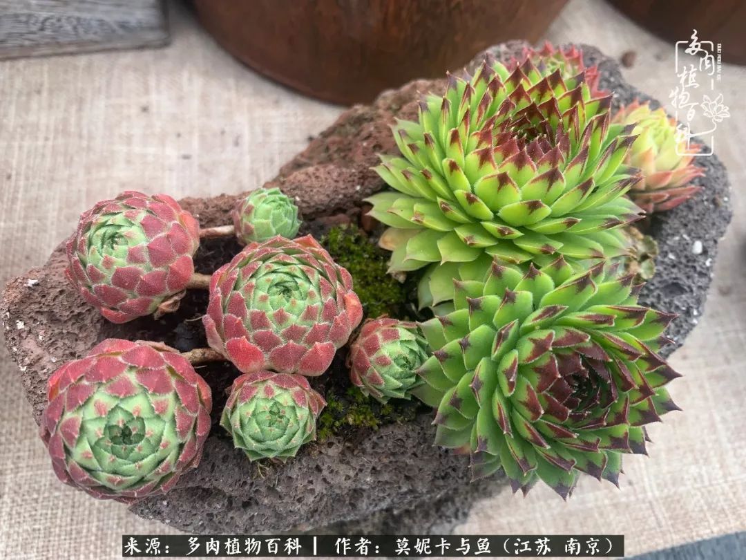 这多肉拼盘这么仙!如何制作达人手把手教你制作长生草拼盘!