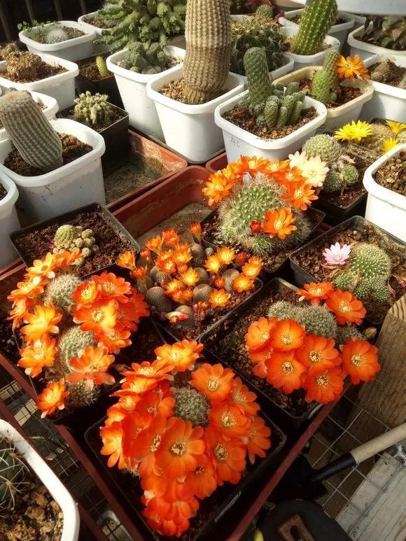 仙人球不开花,3个方面得改善,做好了以后花苞直冒,爆满盆