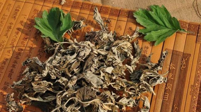 夏天常用“艾叶”煮水洗头,三天一次,连用一周4大变化收入囊中