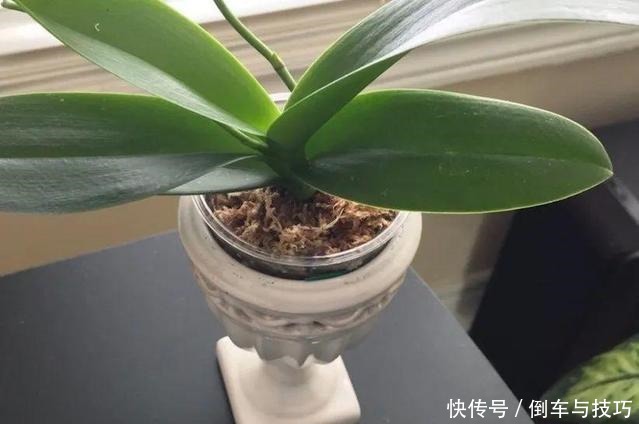 8种花,开完花别急着丢,剪一刀还能继续开!