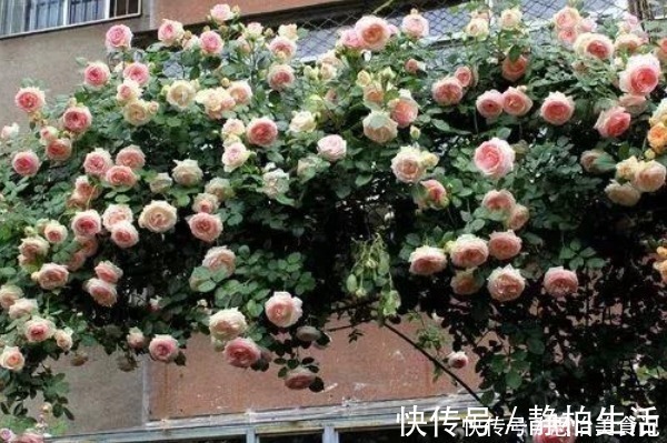 有机肥|她用一斤洋葱养出一片花海,邻居都来问什么秘诀,没想到这么简单