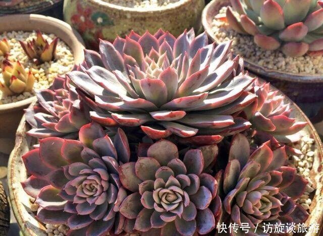 溢出|多肉快速爆盆法,3个技巧,简单有效,一年肉肉溢出盆