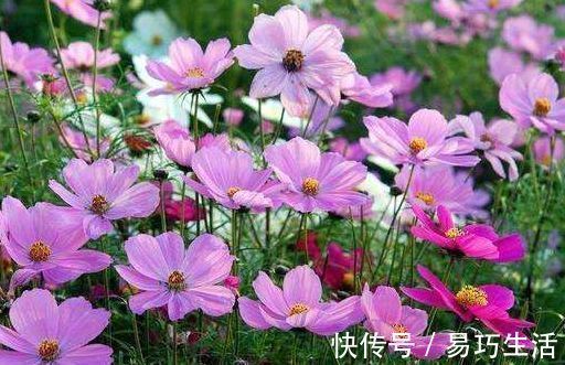 盆栽|世界最美花卉之一金色庆典,媲美牡丹,多季开花,盆栽也可以
