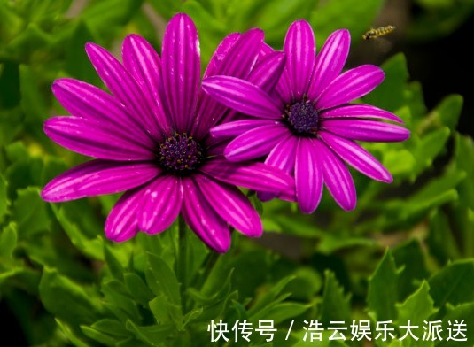 花花|夏季养花不知道养什么，看看这些菊花，特别好养活，花开就爆盆